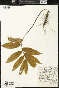 Maianthemum racemosum subsp. racemosum image