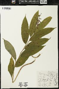 Maianthemum racemosum subsp. racemosum image