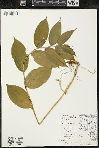 Maianthemum racemosum subsp. racemosum image