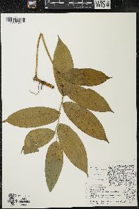 Maianthemum racemosum subsp. racemosum image