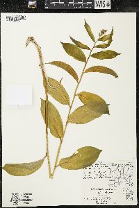 Maianthemum racemosum subsp. racemosum image