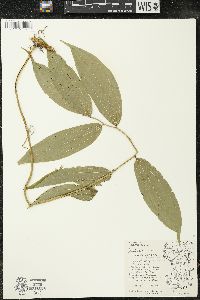 Maianthemum racemosum subsp. racemosum image