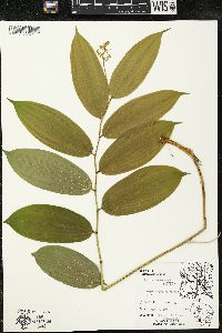 Maianthemum racemosum subsp. racemosum image