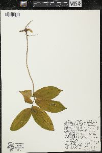 Maianthemum racemosum subsp. racemosum image