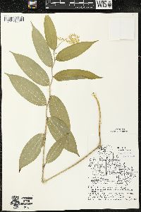 Maianthemum racemosum subsp. racemosum image