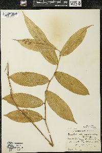 Maianthemum racemosum subsp. racemosum image