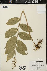 Maianthemum racemosum subsp. racemosum image