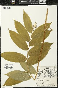 Maianthemum racemosum subsp. racemosum image