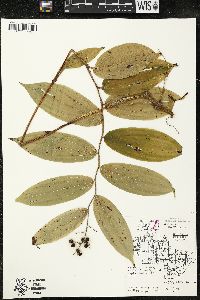 Maianthemum racemosum subsp. racemosum image