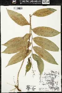 Maianthemum racemosum subsp. racemosum image