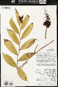 Maianthemum racemosum subsp. racemosum image