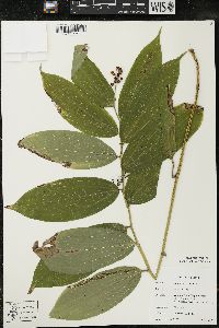 Maianthemum racemosum subsp. racemosum image