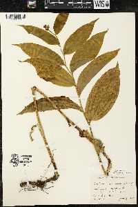 Maianthemum racemosum subsp. racemosum image