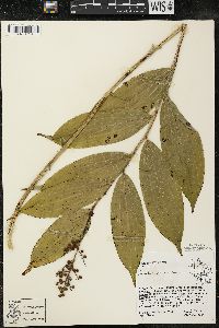 Maianthemum racemosum subsp. racemosum image
