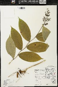 Maianthemum racemosum subsp. racemosum image