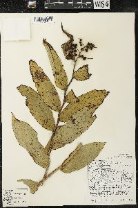 Maianthemum racemosum subsp. racemosum image