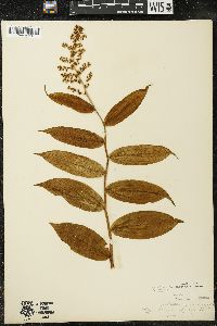 Maianthemum racemosum subsp. racemosum image