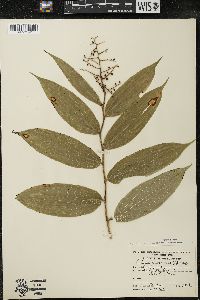 Maianthemum racemosum subsp. racemosum image