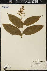 Maianthemum racemosum subsp. racemosum image