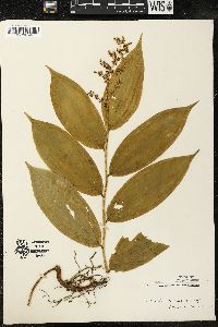 Maianthemum racemosum subsp. racemosum image