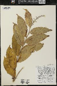 Maianthemum racemosum subsp. racemosum image