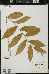 Maianthemum racemosum subsp. racemosum image