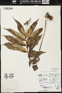 Maianthemum racemosum subsp. racemosum image