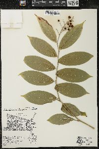 Maianthemum racemosum subsp. racemosum image