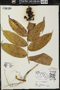 Maianthemum racemosum subsp. racemosum image
