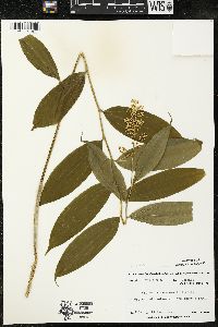 Maianthemum racemosum subsp. racemosum image