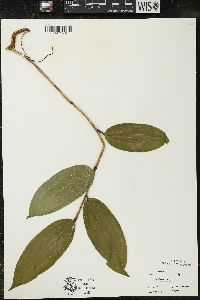 Maianthemum racemosum subsp. racemosum image