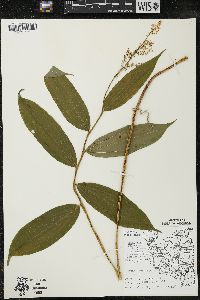 Maianthemum racemosum subsp. racemosum image