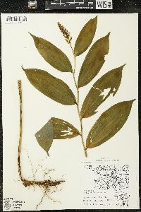 Maianthemum racemosum subsp. racemosum image
