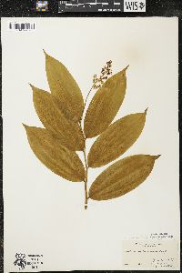 Maianthemum racemosum subsp. racemosum image