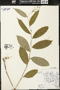 Maianthemum racemosum subsp. racemosum image