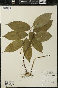 Maianthemum racemosum subsp. racemosum image