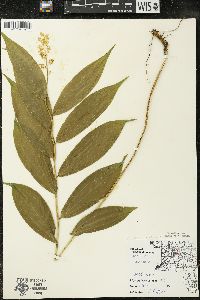 Maianthemum racemosum subsp. racemosum image