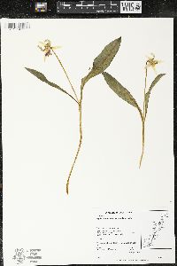 Erythronium americanum subsp. americanum image