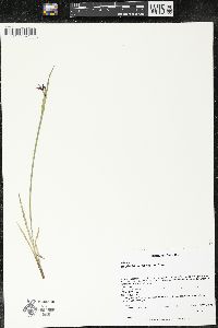 Sisyrinchium montanum image