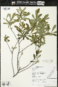 Myrica gale image