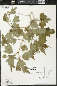 Viburnum opulus image