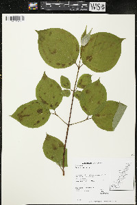 Cornus rugosa image