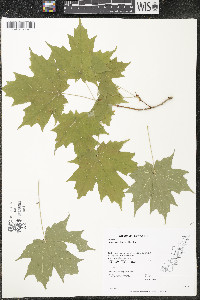 Acer saccharum var. saccharum image