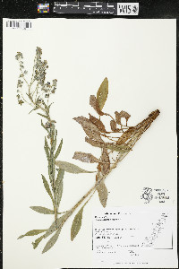 Cynoglossum officinale image