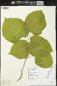 Tilia americana var. americana image