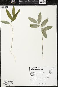 Polygonatum pubescens image