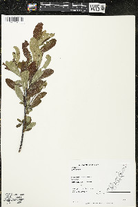 Myrica gale image