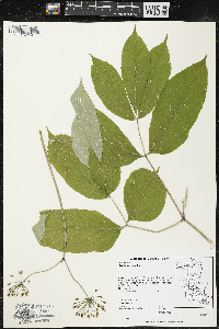 Aralia nudicaulis image