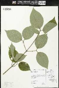 Cornus rugosa image