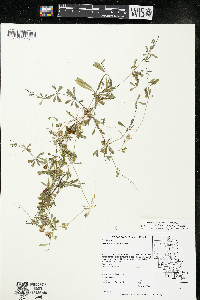 Galium asprellum image